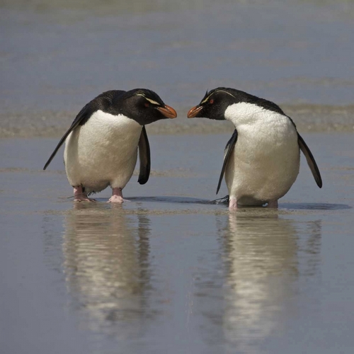 Falkland Islands Rockhopper penguins on beach